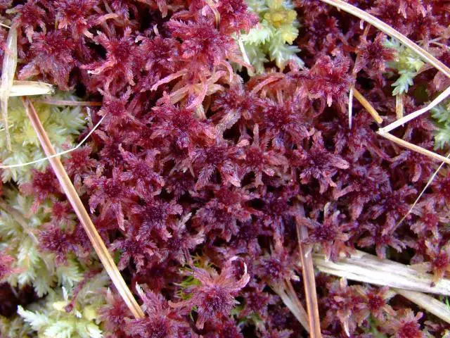 moss_sphagnum_species_1-02-06.jpg