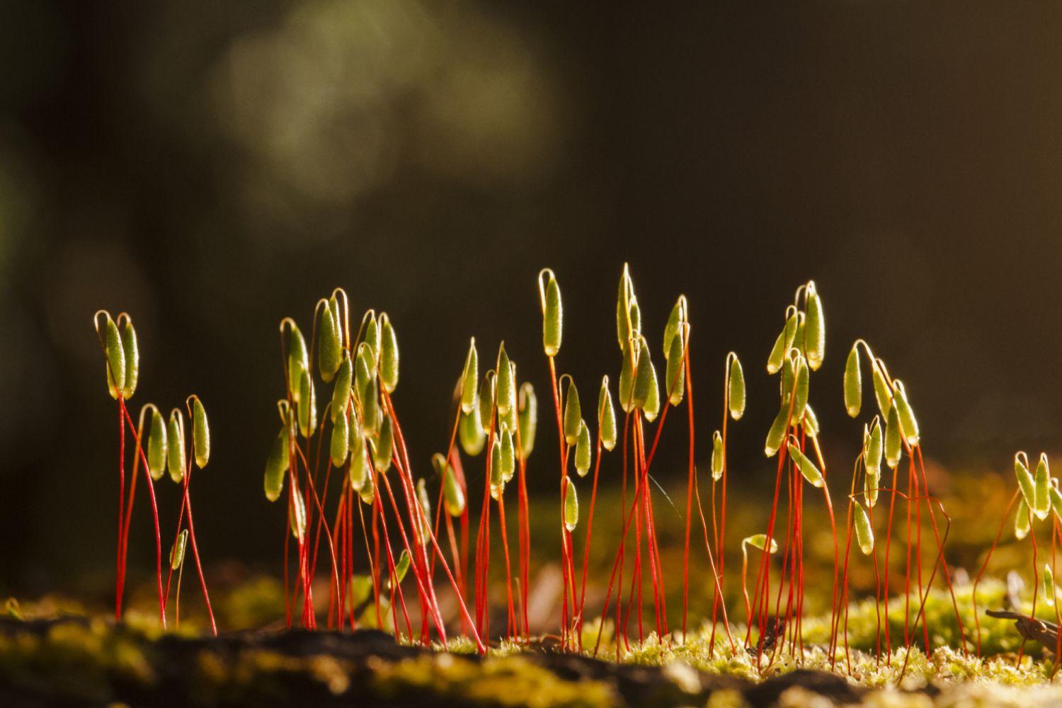 moss_sporophytes-5894b5163df78caebcce1bfc.jpg