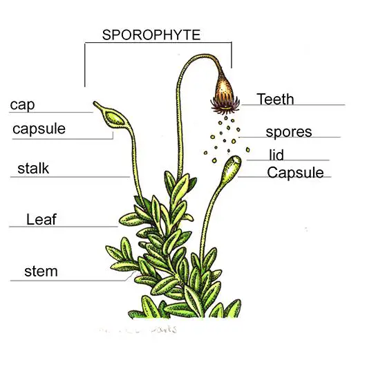 mosses-anatomy-natural-history-illustration-by-Lizzie-Harper.jpg