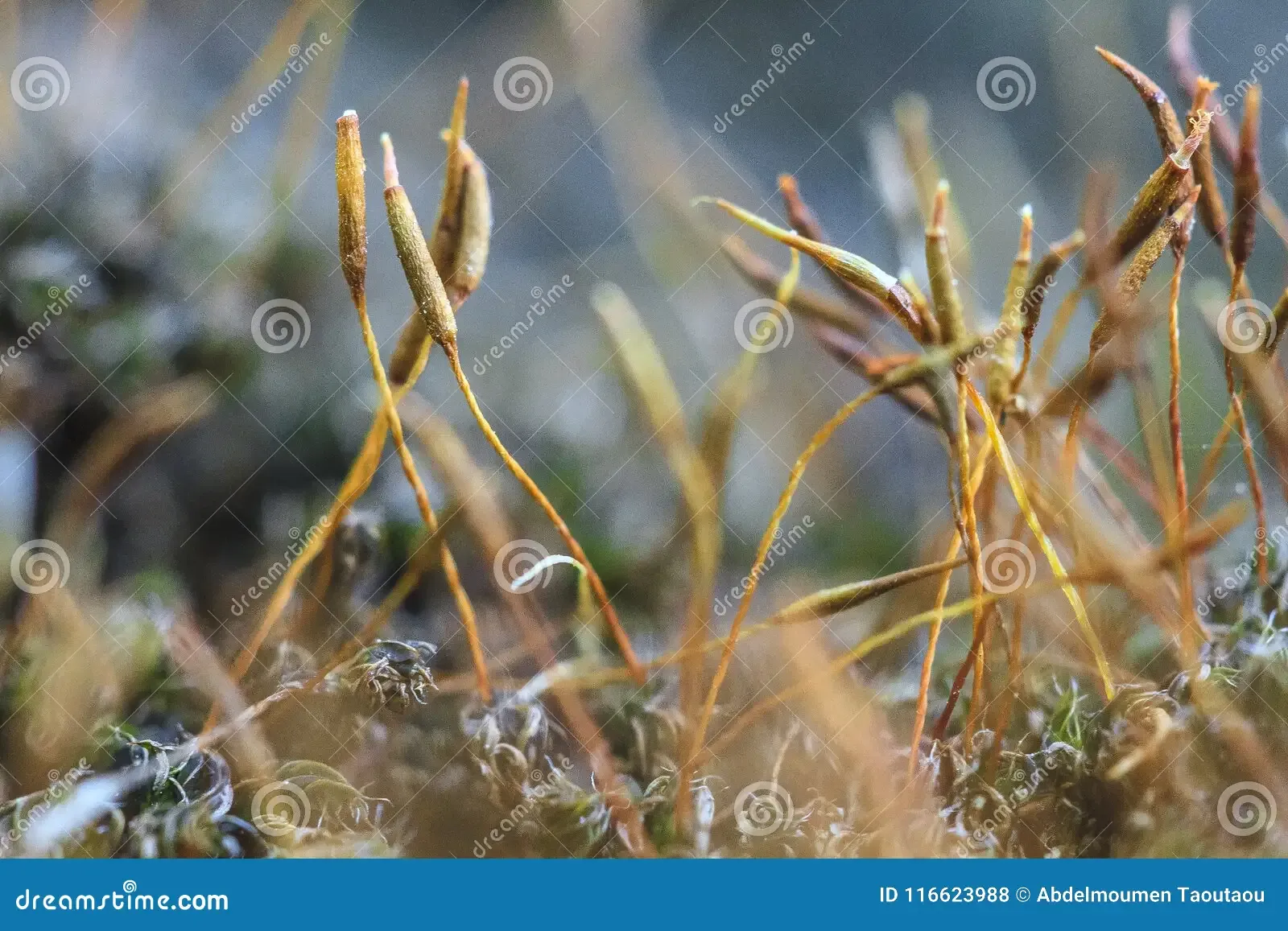 mosses-close-up-mosses-seeds-algiers-algeria-116623988.jpg