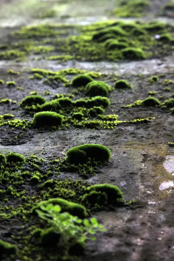 mosses-clumps-deep-green-tree-barks-like-rhythms-patterns-87799511.jpg