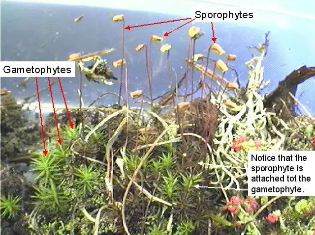 mossgametophytes.jpg