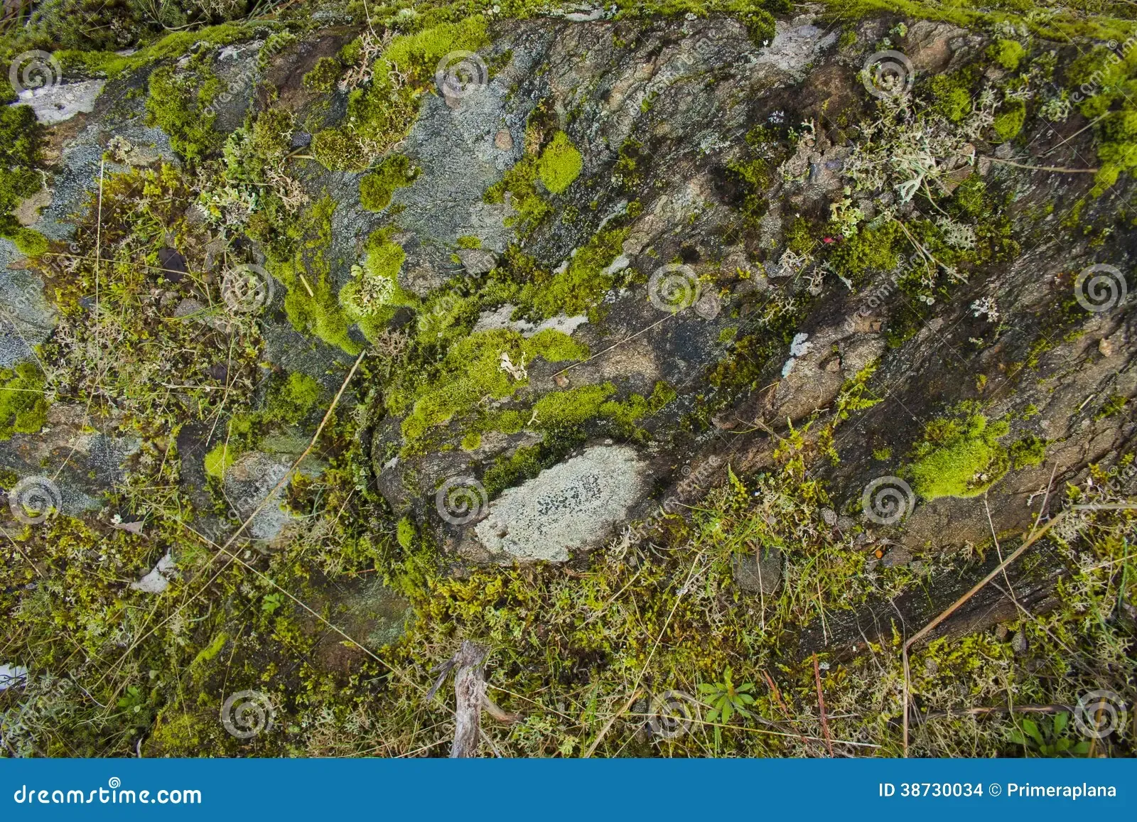 musci-mosses-backgrounds-texturenatural-texture-38730034.jpg