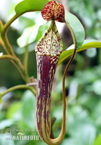 narrow-leaved-pitcher-plant-41x_ste2.jpg