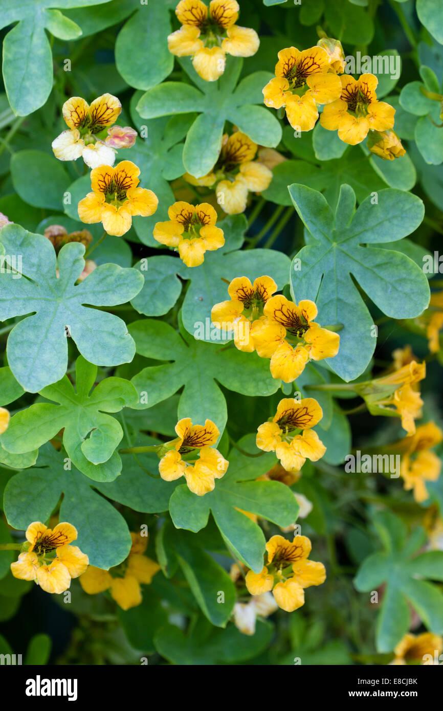 nasturtium-like-flowers-of-the-hardy-perennial-climber-tropaeolum-E8CJBK.jpg