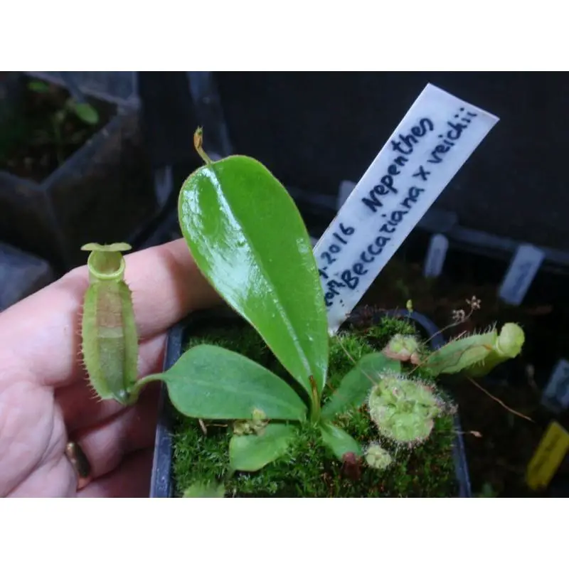 nepenthes-beccariana-x-veitchii.jpg