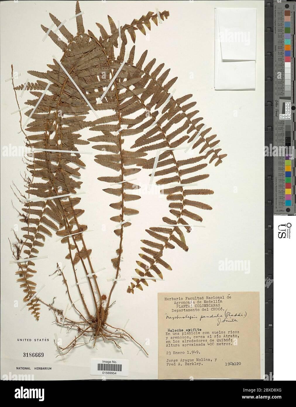 nephrolepis-pendula-raddi-j-sm-nephrolepis-pendula-raddi-j-sm-2BXD8XG.jpg