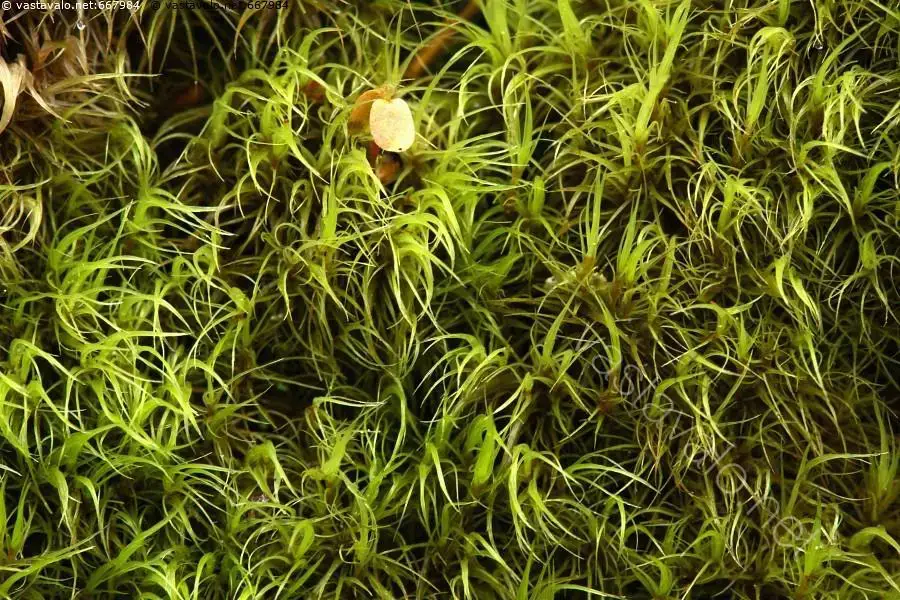 normal_kiviturkkisammal_paraleucobryum_longifolium_2014_10_13.jpg