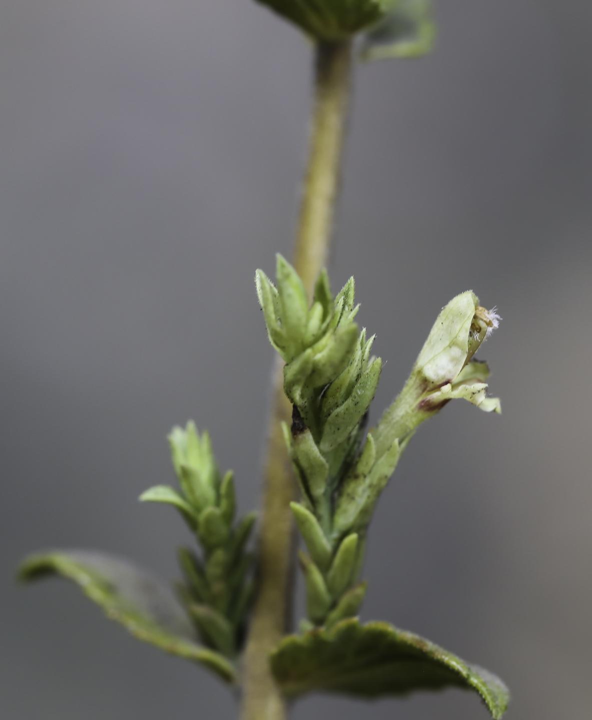 nothobartsia-asperrima-photo7.jpg