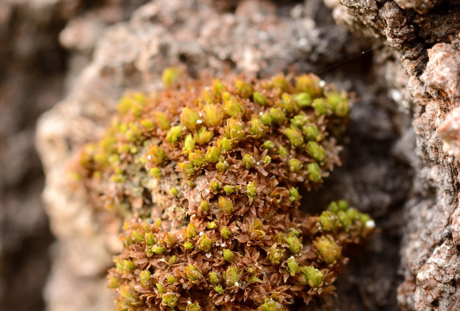 obtuse-aspen-moss-orthotrichum-obtusifolium.jpg