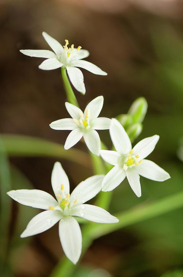 ornithogalum-divergens-maria-mosolova.jpg