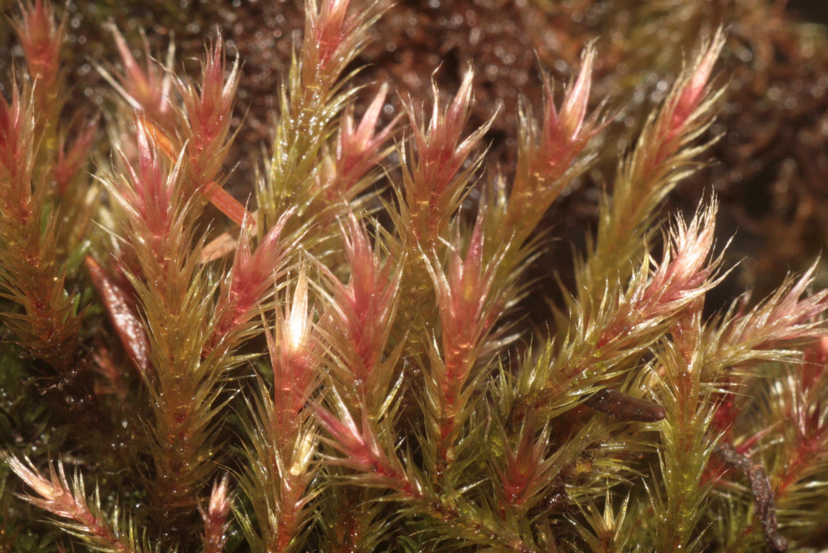 orthothecium-moss-orthothecium-rufescens.jpg