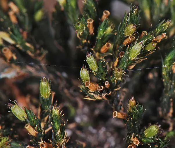 orthotrichum-e357a651-7ceb-4a6a-b1a3-dfef49721c3-resize-750.jpg