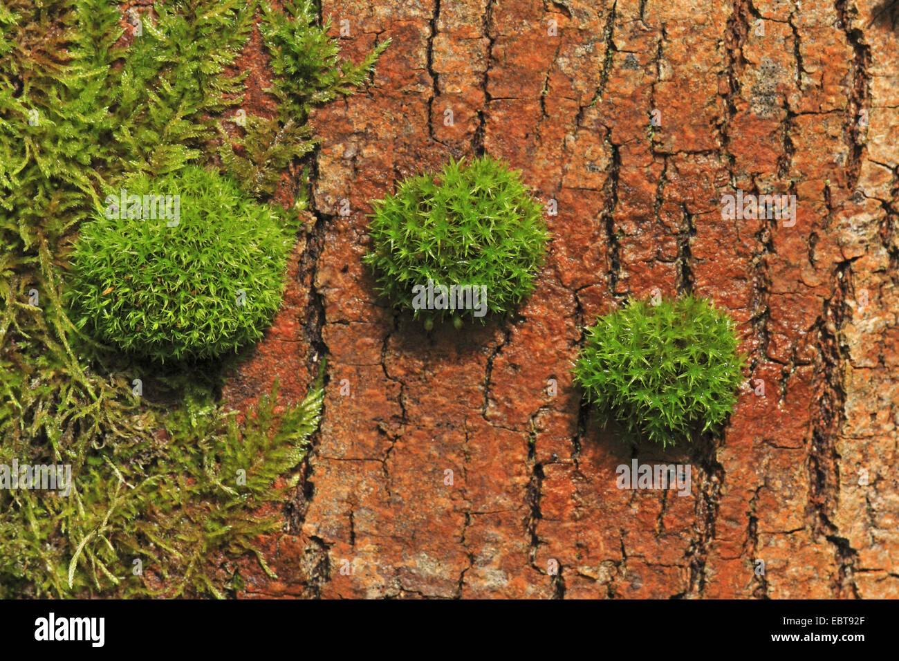 orthotrichum-moss-orthotrichum-affine-an-einen-baumstamm-deutschland-baden-wurttemberg-ebt92f.jpg