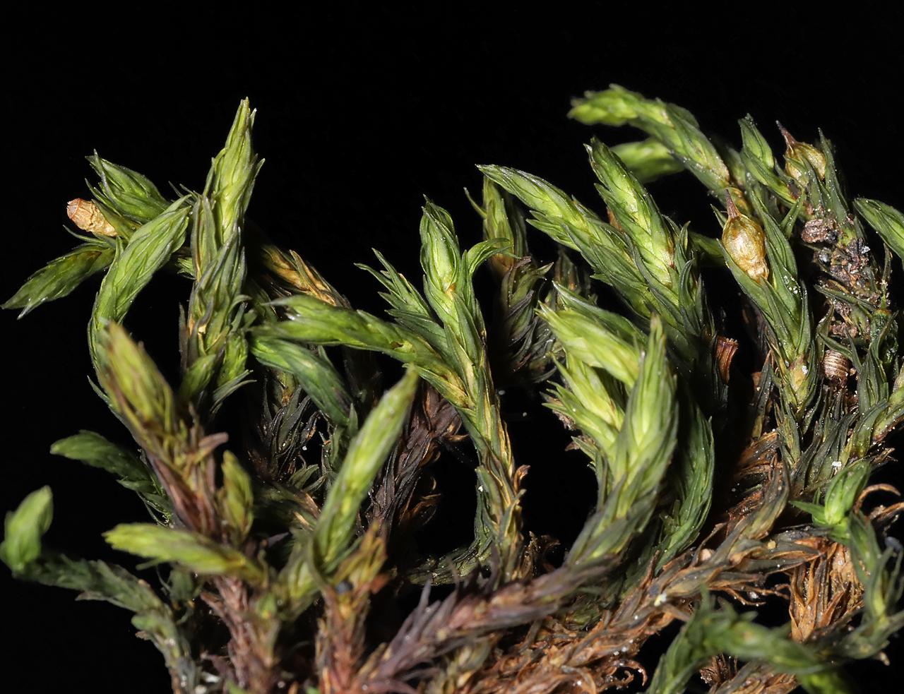 orthotrichum_cupulatum.jpg