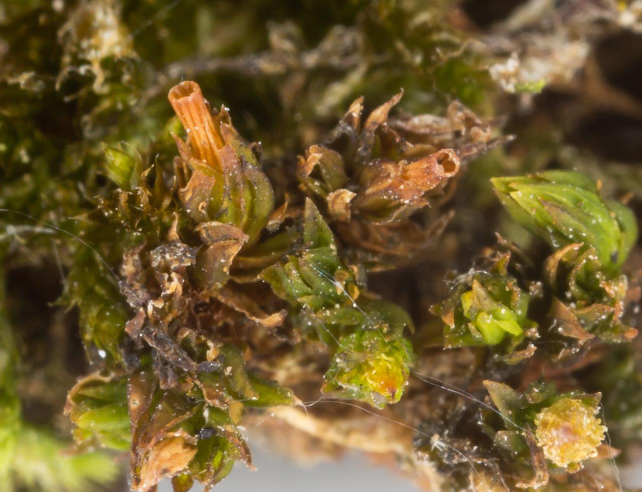 orthotrichum_pumilum.jpg