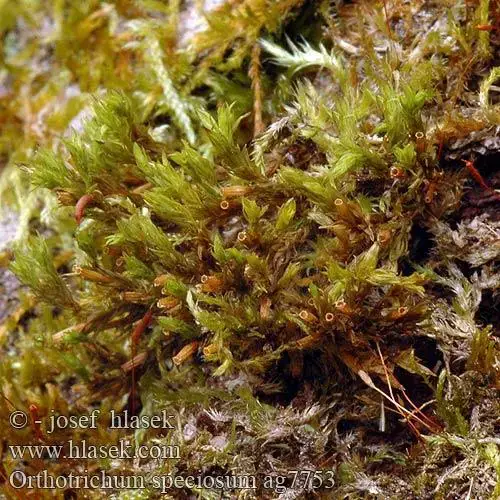 orthotrichum_speciosum_ag7753.jpg