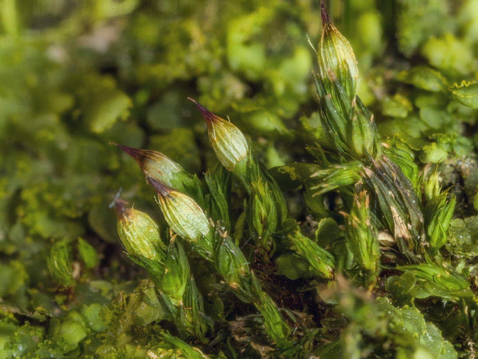 orthotrichum_stramineum_detail.jpeg