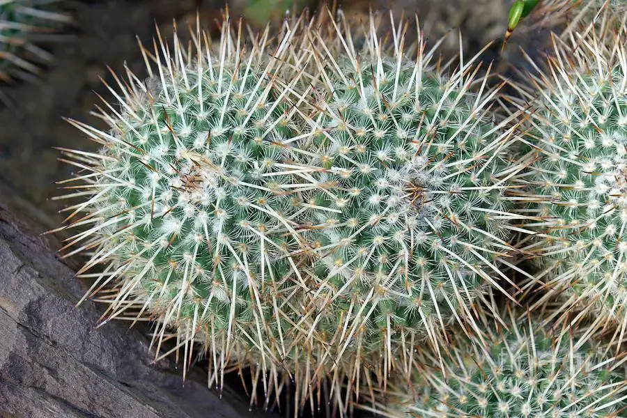 owl-eye-pincushion-cactus-mammillaria-parkinsonii-dr-nick-kurzenkoscience-photo-library.jpg