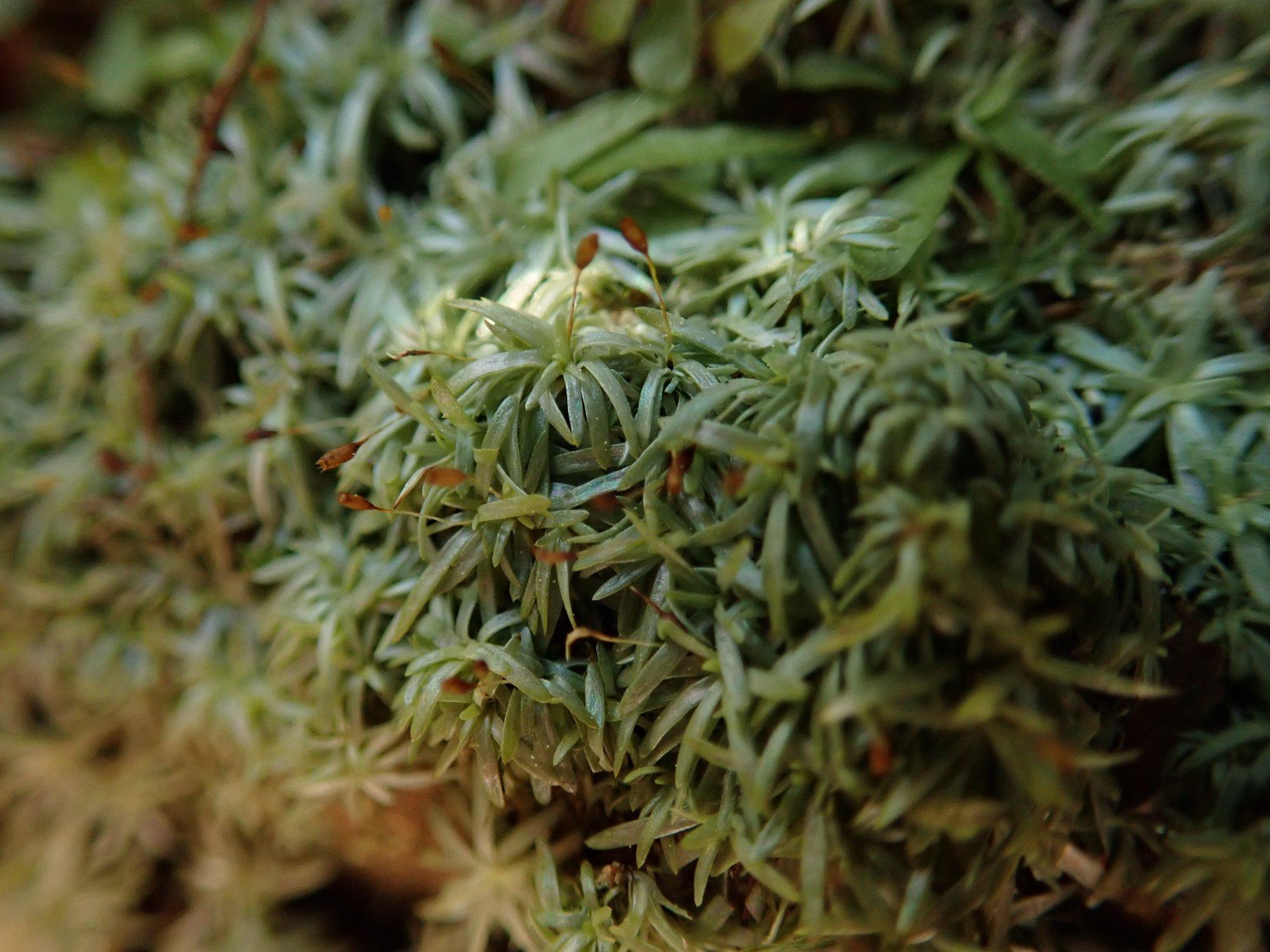 palm-tree-moss.jpg