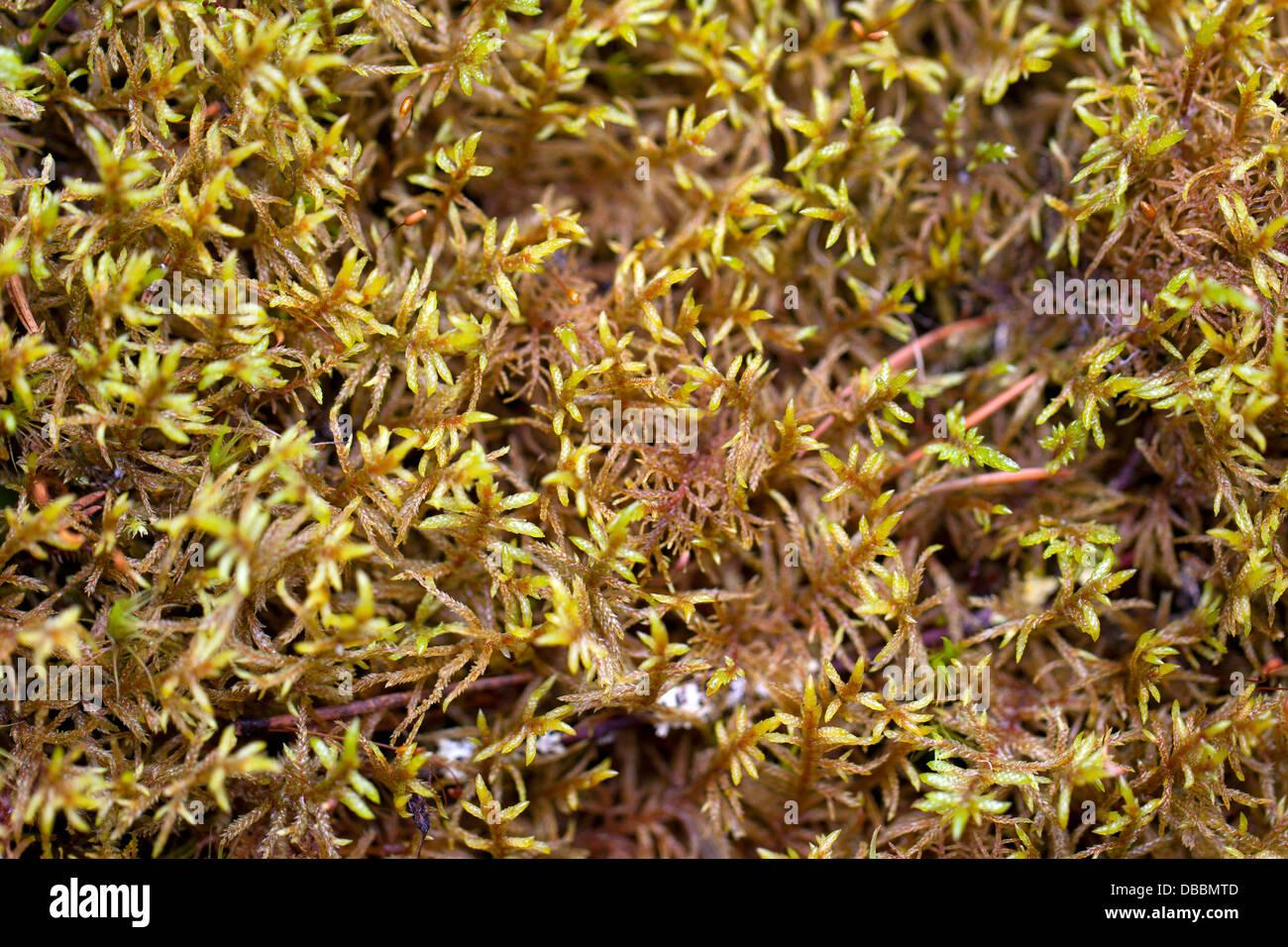 palustriella-commutata-commonly-known-as-curled-hookmoss-lentiira-DBBMTD.jpg