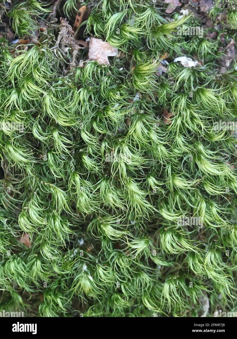 paraleucobryum-longifolium-known-as-long-leaved-fork-moss-2FMR7J8.jpg