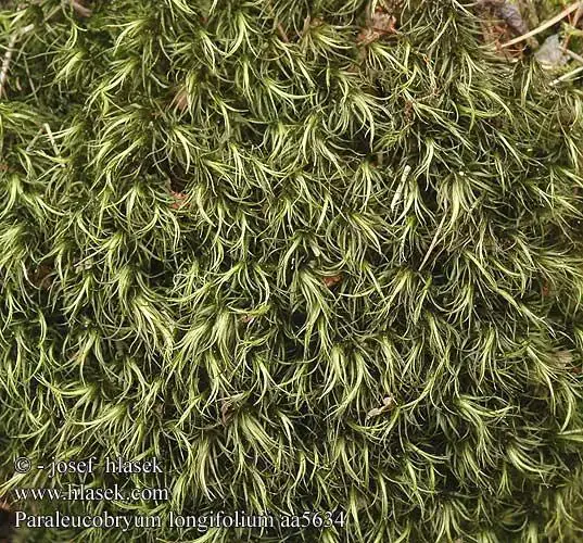 paraleucobryum_longifolium_aa5634.jpg