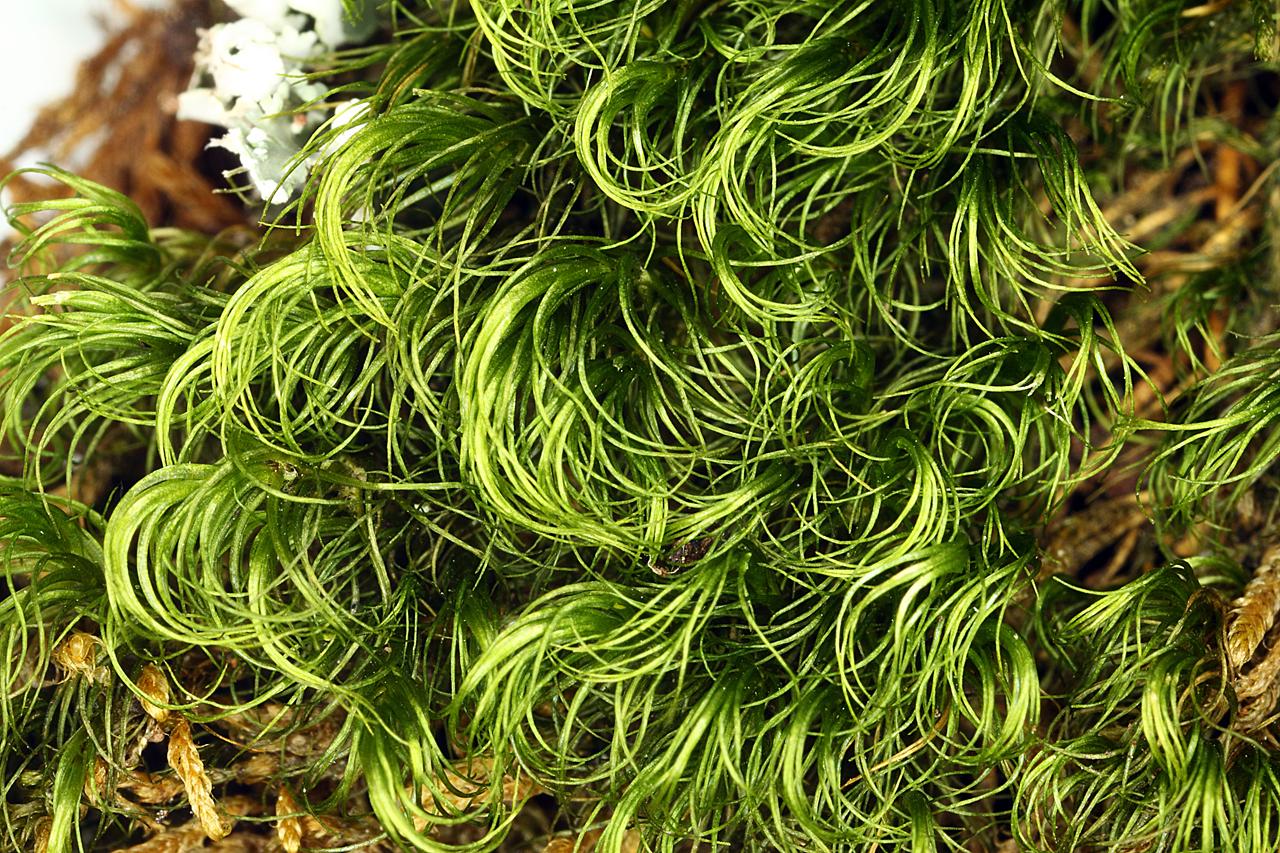 paraleucobryum_sauteri.jpg