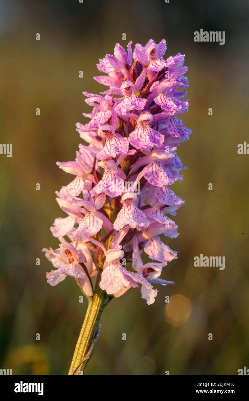 peat-moss-orchid-dactylorhiza-sphagnicola-flower-2DJKMT6.jpg