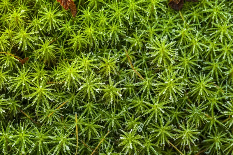 peat-moss-sphagnum-palustre-girgenzona-girgensohnii-russ-macro-frost-surface-230674034.jpg