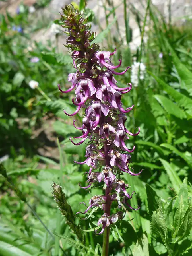 pedicularis-groenlandica5.jpg