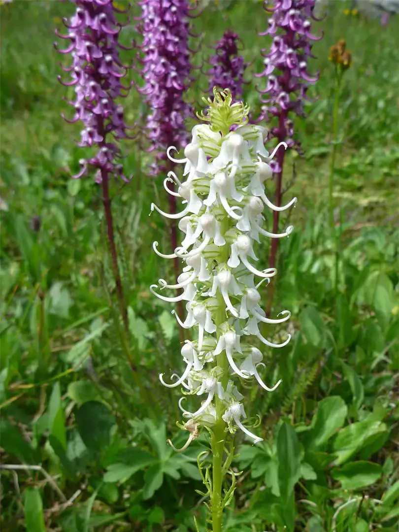 pedicularis-groenlandica6.jpg