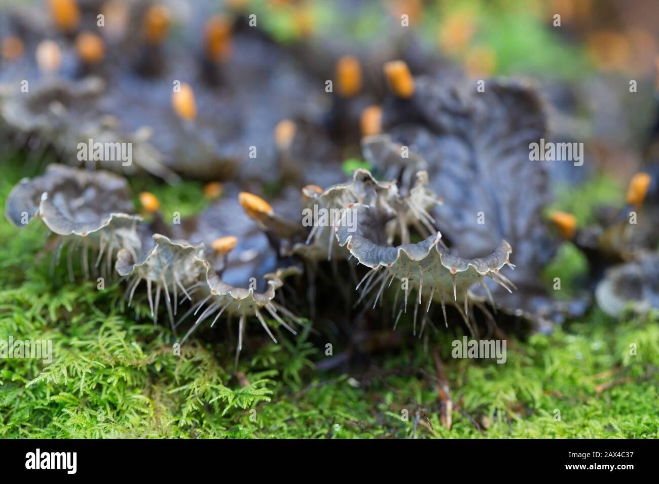 peltigera-membranacea-membranous-pelt-lichen-2AX4C37.jpg