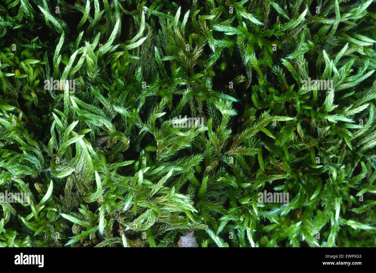 pendulous-wing-moss-antitrichia-curtipendula-leucodontaceae-filettino-EWPXG3.jpg