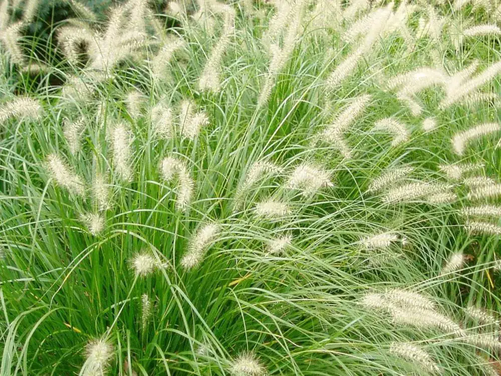 pennisetum-alopecuroides.jpg