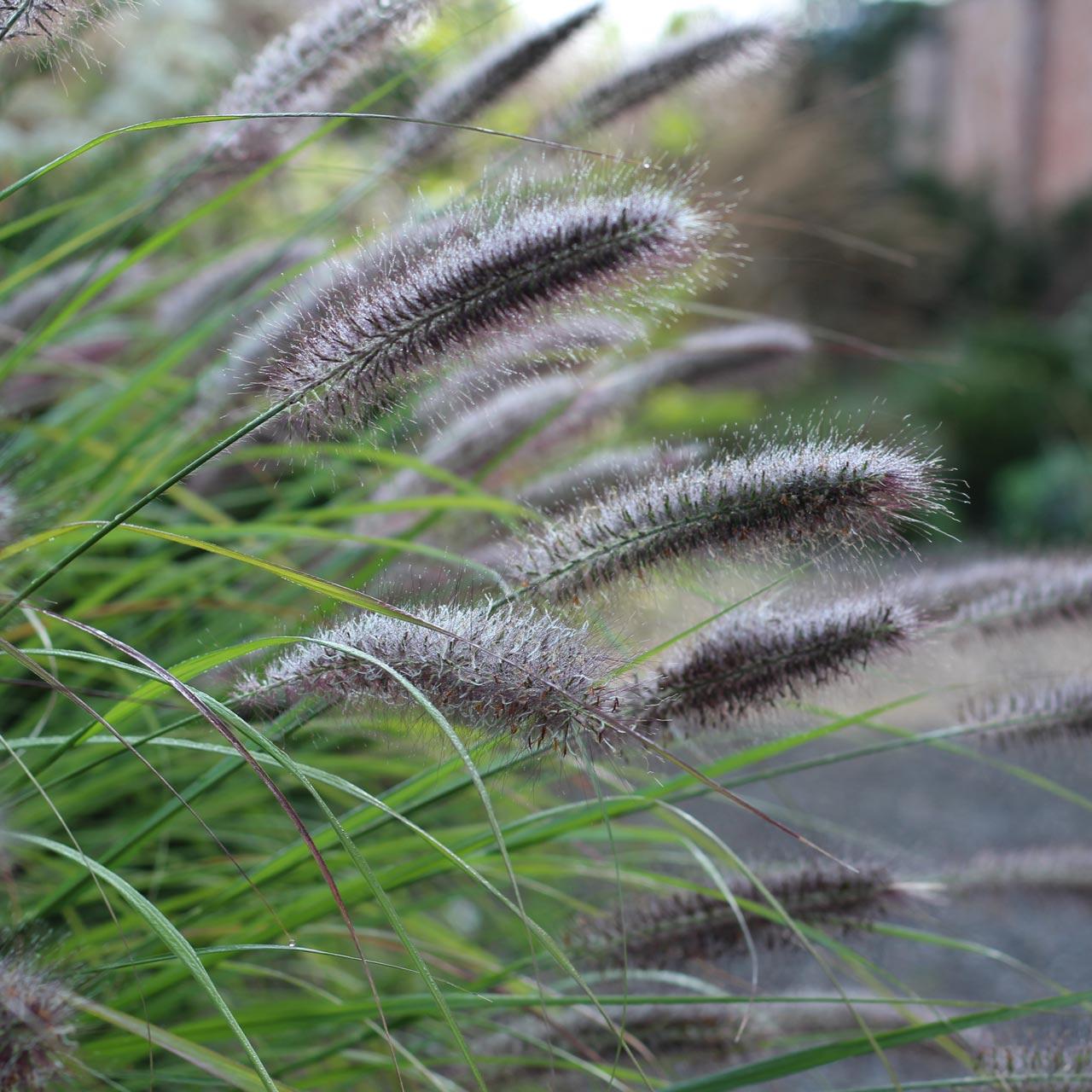 pennisetum_alopecuroides_red_head_og-pen-arh.jpg