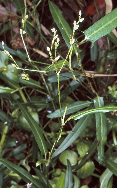 persicaria_praetermissa_3282.jpg