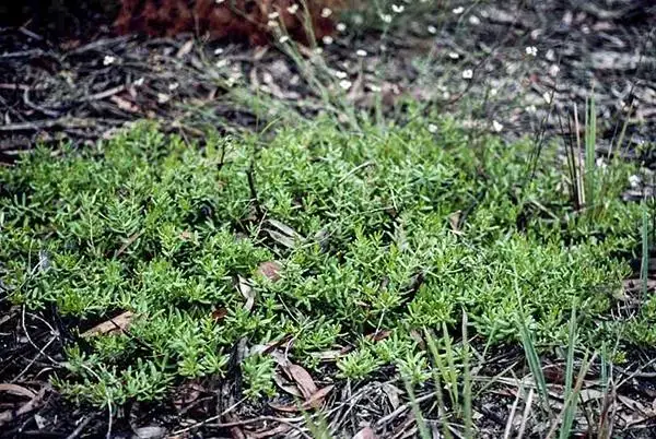 persoonia_glaucescens_apii_photographer_peter_ollerenshaw_mittagong.jpg