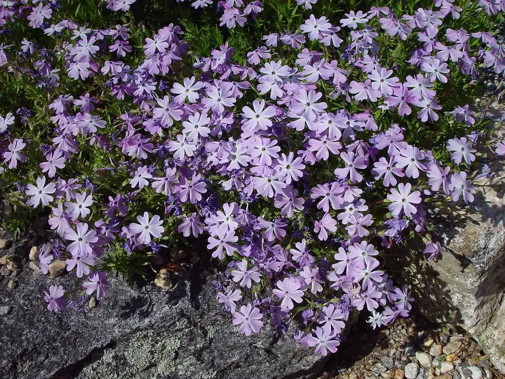 phlox-subulata-fl-ahaines.jpg