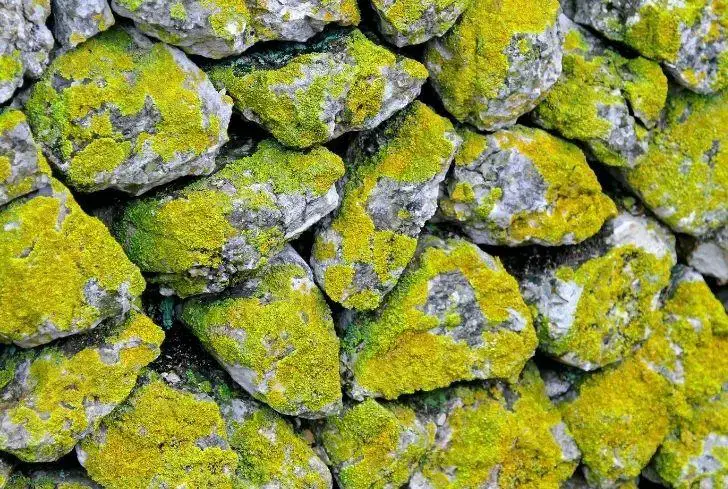 photo-moss-wall.jpg