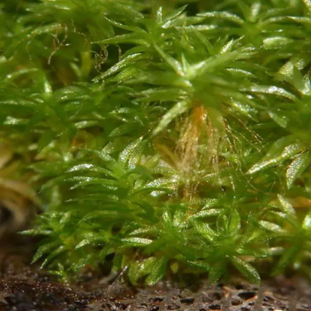 physcomitrella.jpg