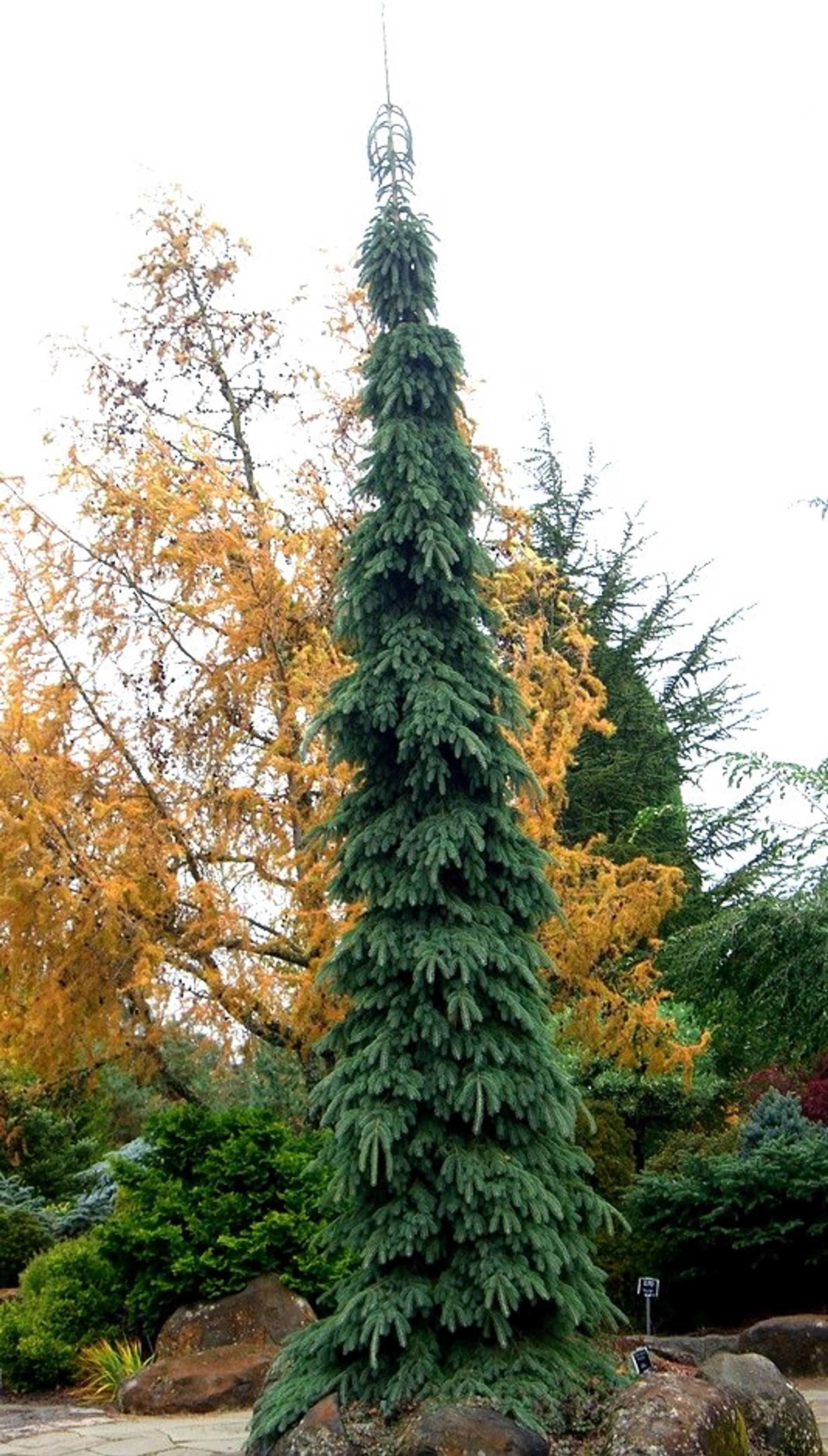 picea_glauca_pendula__61483.1611711366.jpg