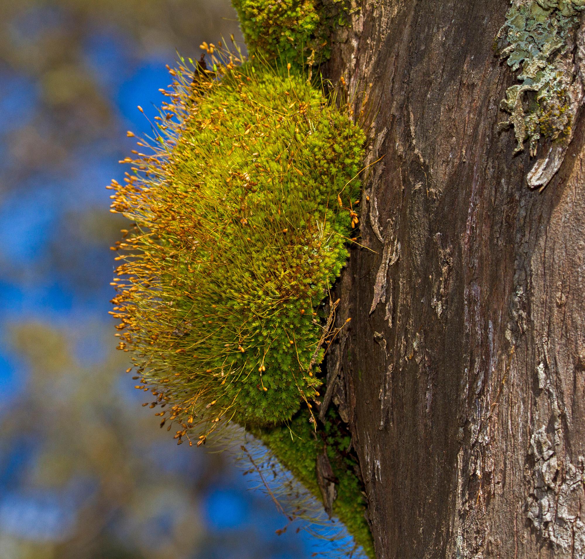 pin-cushion-moss.jpg