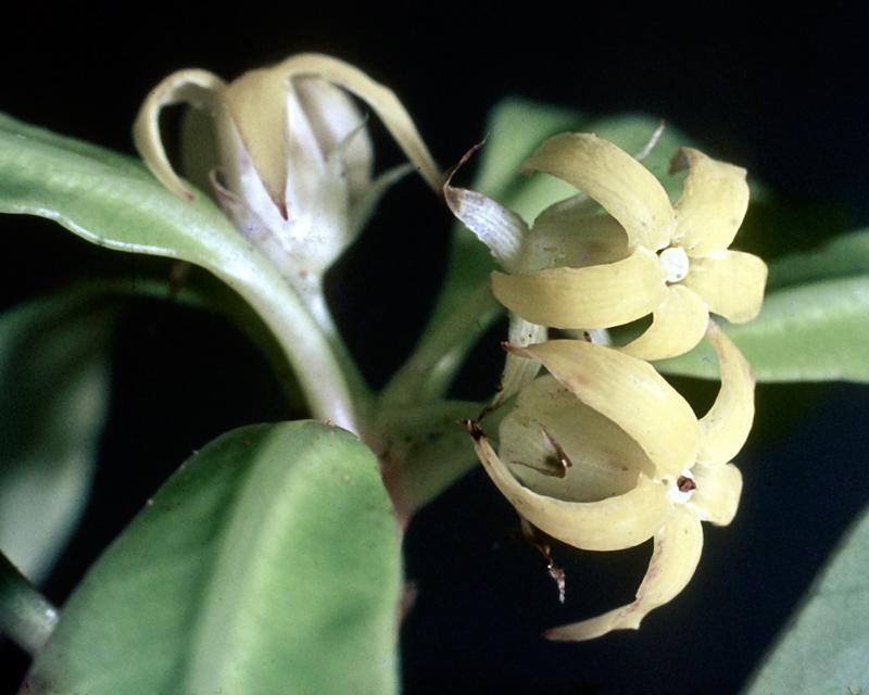 pittosporum-kirkii-03am.jpg