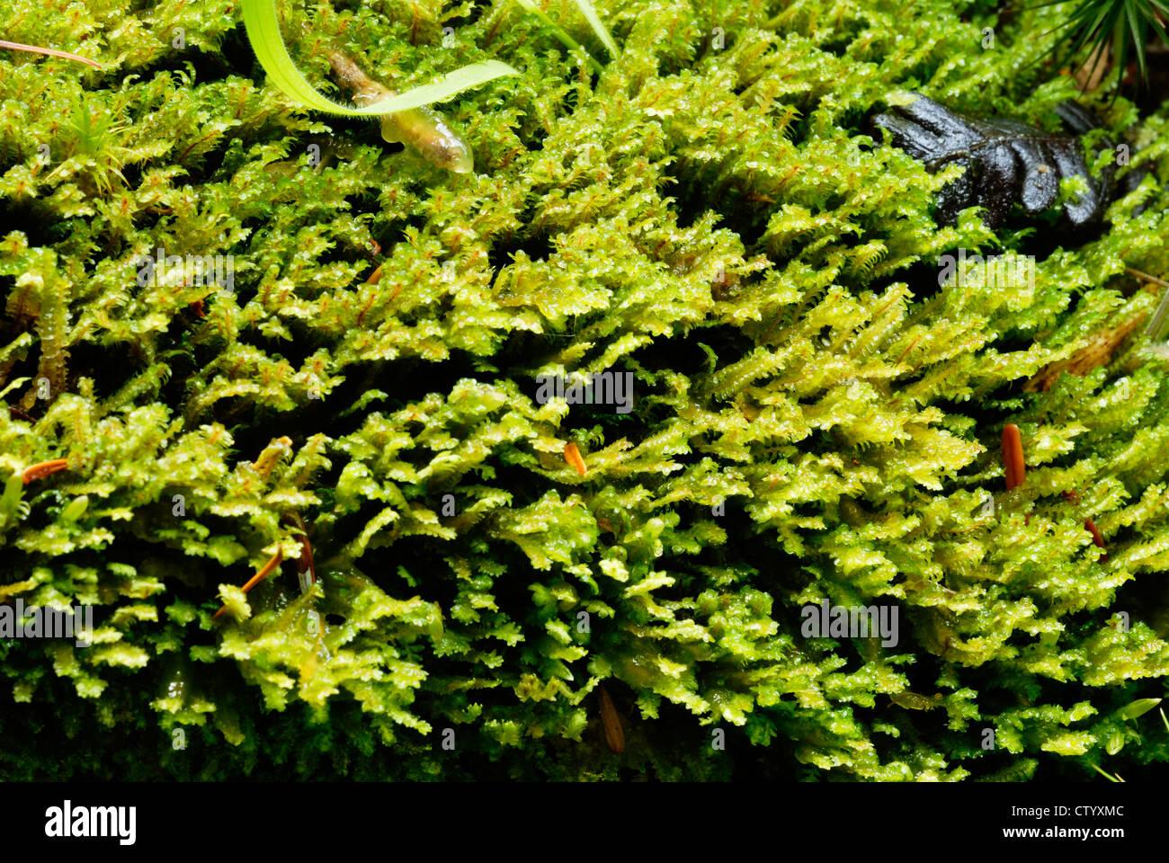 plagiochila-asplenoides-moss-gales-reino-unido-ctyxmc.jpg