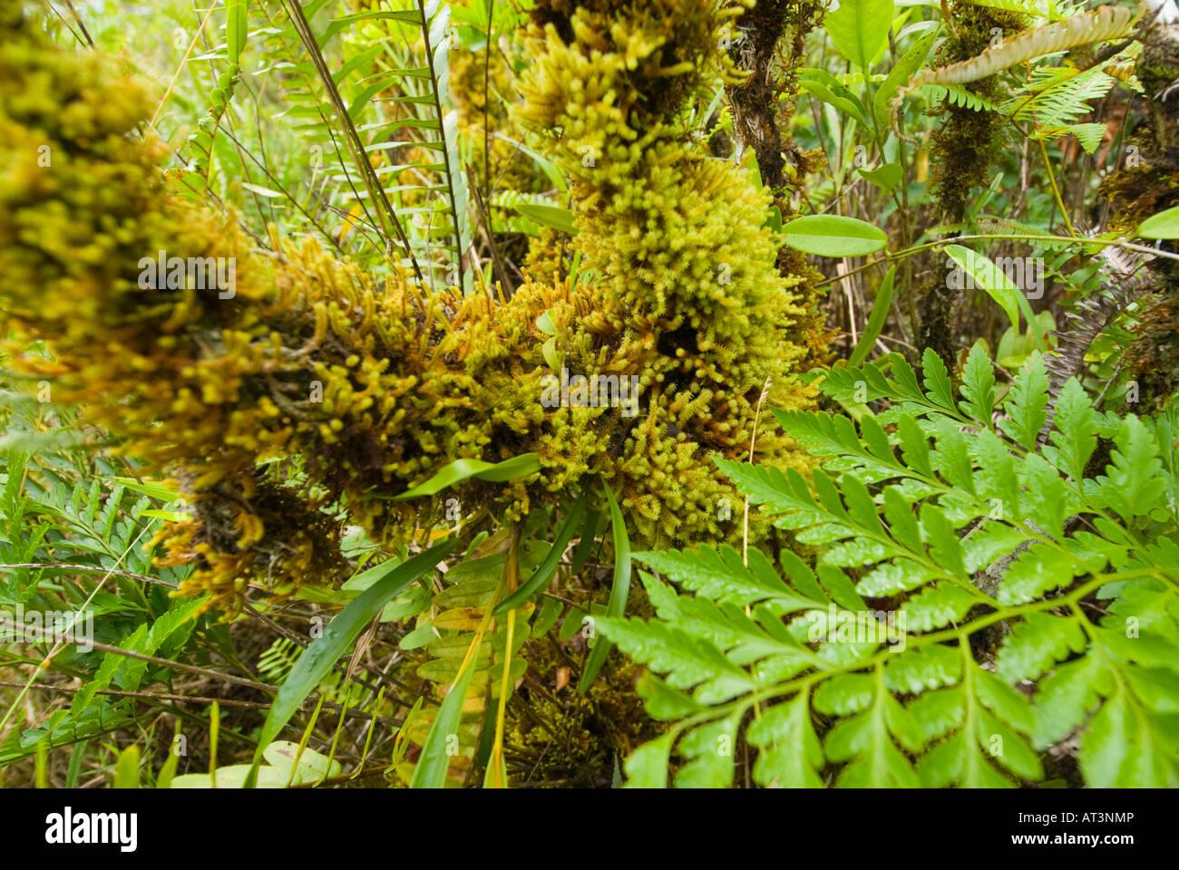 plants-moss-at-samoa-island-savaii-mt-matavanu-mount-crater-lava-volcano-AT3NMP.jpg