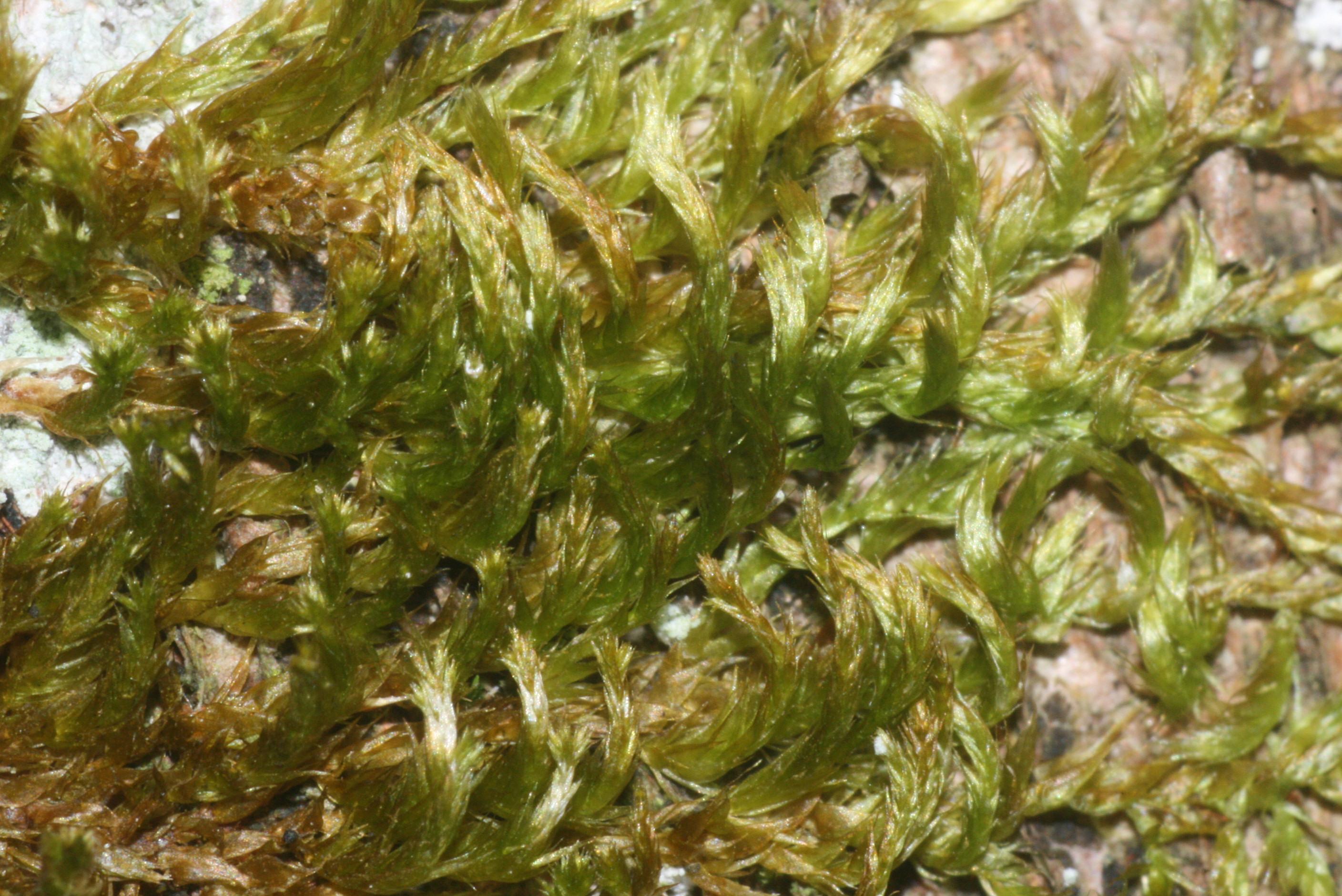 platygyrium-moss-platygyrium-repens.jpg