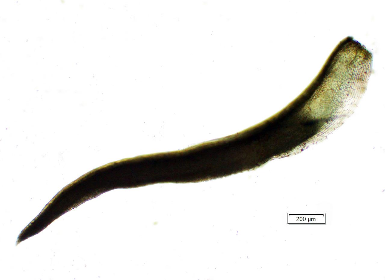 pleurochaete_luteola.jpg