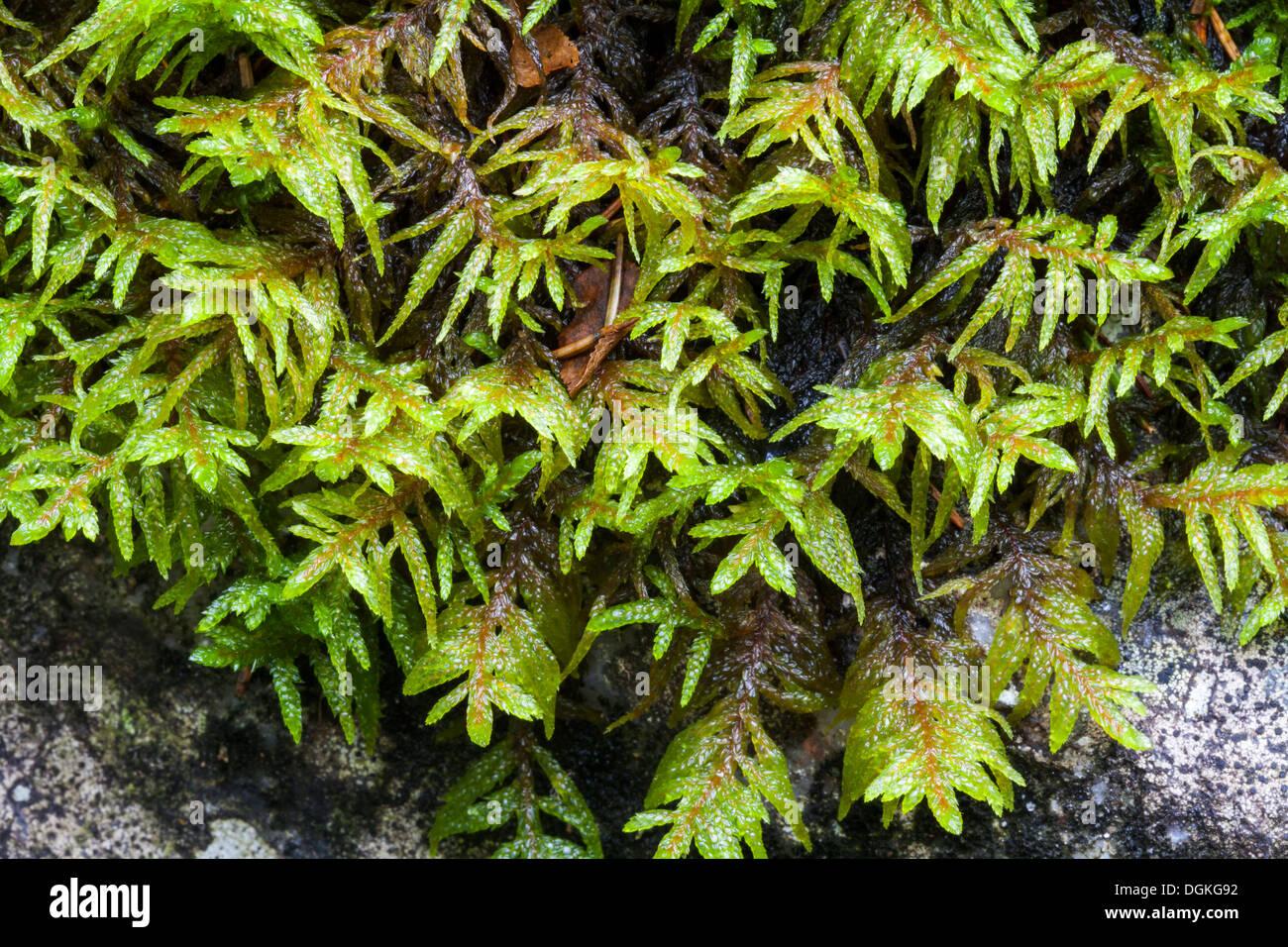 pleurozium-moss-pleurozium-schreberi-growth-DGKG92.jpg