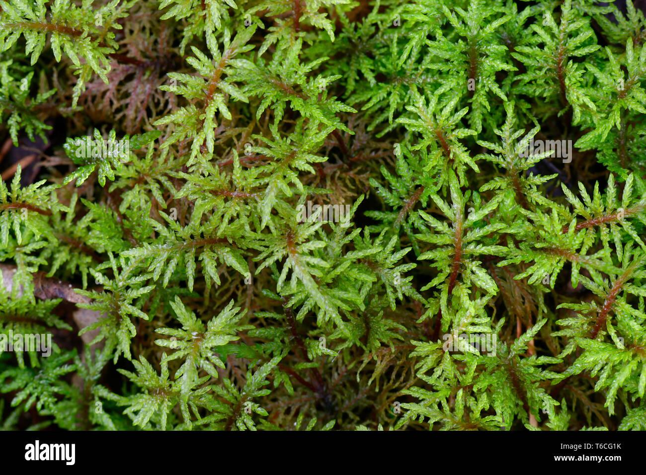 pleurozium-schreberi-the-red-stemmed-feathermoss-or-schrebers-big-red-stem-moss-T6CG1K.jpg